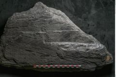 Foto (Detailansicht) von Sigillaria subrotunda Brongniart (NHMW-GEO-2024-0188-11232)